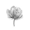 Rose. Hand-drawn black and white botanical illustration. Realistic isolated object