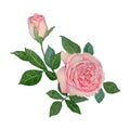 Rose Hand drawn sketch and watercolor illustrations. Watercolor painting Rose. Rose Illustration isolated on white background.