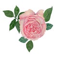 Rose Hand drawn sketch and watercolor illustrations. Watercolor painting Rose. Rose Illustration isolated on white background.