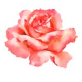 Rose hand paint watercolor vector illustration