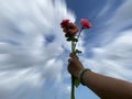 Rose in hand. Person holding red pink roses in hand on blue sky and white rushing clouds background. Spring summer flower on sky