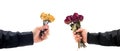 Rose in hand on white background Royalty Free Stock Photo