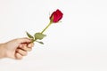 Rose handover Royalty Free Stock Photo