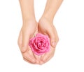 Rose and hands Royalty Free Stock Photo