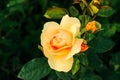 Rose Hansestadt Rostock - top-view of yellow amber rose with buds Royalty Free Stock Photo