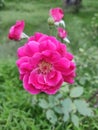 Blooming rose in a garden of India Royalty Free Stock Photo