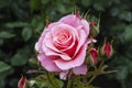 Rose in Hever Castle Gardens