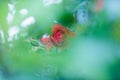 Rose hidden in bush leaf, wallpaper or background type of a photo with copy space