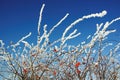 Rose hip - 1 Royalty Free Stock Photo