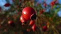 Rose hip Royalty Free Stock Photo