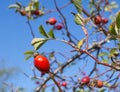 Rose hip berries Royalty Free Stock Photo