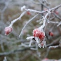 Rose-hip berries covered with a frozen ice crystals Royalty Free Stock Photo