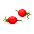 Rose hip berries twig flat isolated on white background. dogrose or wildrose with pods. vector