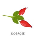 Rose hip berries twig with leaves flat icon isolated on white background. dogrose or wildrose with pods. Eco delicious