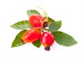 Rose hip berry with leaf isolated on white background Royalty Free Stock Photo