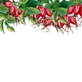 Rose hip branch with berries and leaves isolated on white background