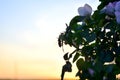 Rose hip branch with flowers at sunset Royalty Free Stock Photo