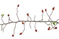 Rose hip branch isolated on white Royalty Free Stock Photo
