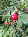 Rose hip branch with red berry