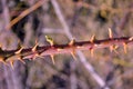 Rose hip branch with spikes and red green new spring leaf of wild rose on the background of gray grass Royalty Free Stock Photo