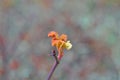 Rose hip branch with spikes and red green new spring leaf of wild rose on the background of gray grass Royalty Free Stock Photo