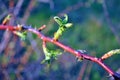 Rose hip branch with spikes and red green new spring leaf of wild rose on the background of gray grass Royalty Free Stock Photo