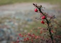 Rose hip on a branch. Winter berries. Autumn red berries in garden. Dog-rose on dry bush. November landscape. Royalty Free Stock Photo