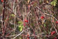 Rose hip branches. Wild rose bush in autumn close up view. Berry red fruit of wild rose Rosa canina Royalty Free Stock Photo