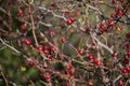 Rose hip branches in nature. Wild rose bush in autumn close up view. Royalty Free Stock Photo