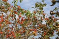 Rose hip bush in autumn Royalty Free Stock Photo