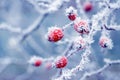 Rose hip bush with frost-covered branches and red berries on a light blue blurred background Royalty Free Stock Photo