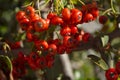 Rose hip bush fruit detail