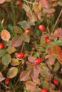 Rose hip bush growing outdoors on autumn day, closeup Royalty Free Stock Photo