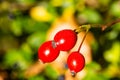 Rose hip on the bush in the sunshine, autumn Royalty Free Stock Photo