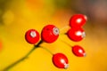 Rose hip on the bush in the sunshine, autumn Royalty Free Stock Photo