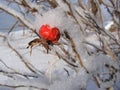 Rose-hip covered with snow Royalty Free Stock Photo