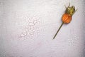 Rose hip on a crackled paint surface