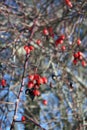 Rose-hip detail in winter bare branches. Red and blue colors. Royalty Free Stock Photo