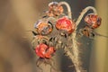 Rose hip Royalty Free Stock Photo