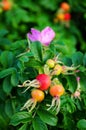 Rose-hip flower