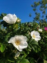 Rose hip flower-autumn smile. Bees collect the last nectar from a beautiful white flower