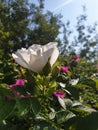 Rose hip flower-autumn smile. Bees collect the last nectar from a beautiful white flower