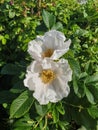 Rose hip flower-autumn smile. Bees collect the last nectar from a beautiful white flower