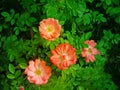 Rose hip flower - photo. Pink rose hip flowers on the bush. Pink Royalty Free Stock Photo