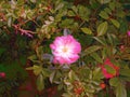 Rose hip flower - photo. Pink rose hip flowers on the bush. Pink Royalty Free Stock Photo