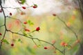 Rose hip fruit on a tree isolated on a blurry background