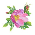 Rose Hip. Greeting card with watercolor wild flowers on a white background.Dog-rose. Royalty Free Stock Photo