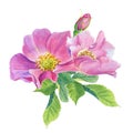 Rose Hip. Greeting card with watercolor wild flowers on a white background. Royalty Free Stock Photo