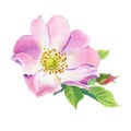 Rose Hip. Greeting card with watercolor wild flowers on a white background.Dog-rose. Royalty Free Stock Photo