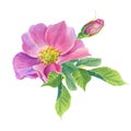 Rose Hip. Greeting card with watercolor wild flowers on a white background. Dog-rose. Royalty Free Stock Photo